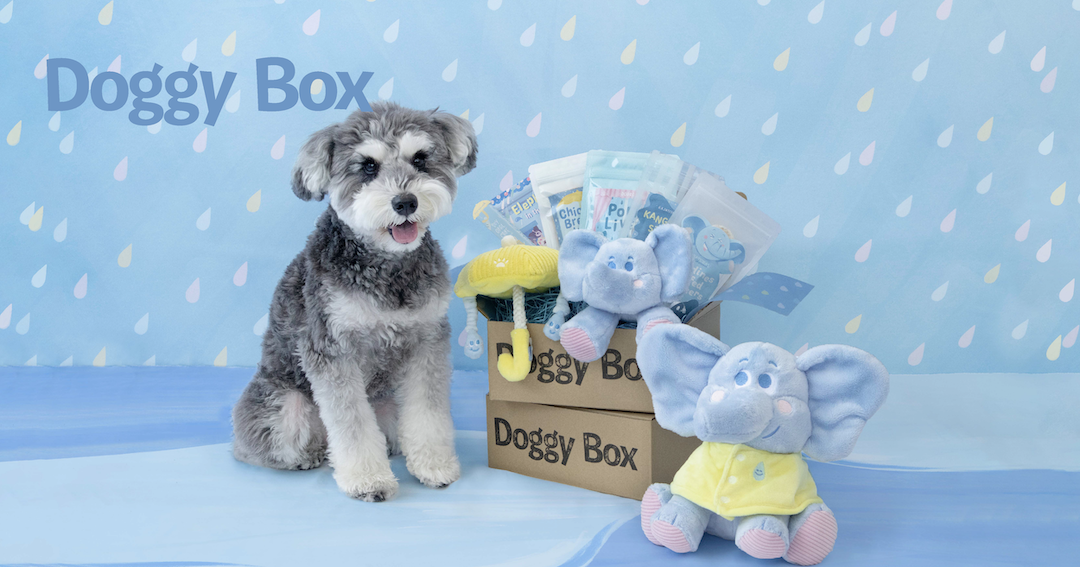 Doggy Box | 毎月サプライズいっぱいのBOXをお届け