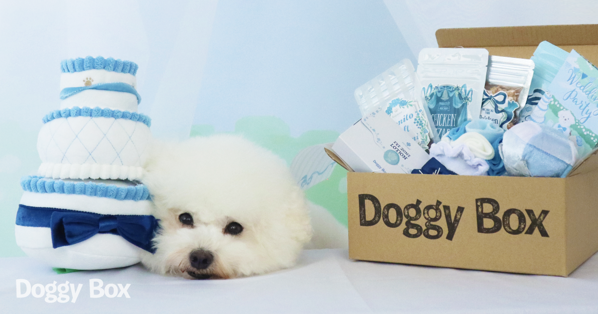 Doggy Box | 毎月サプライズいっぱいのBOXをお届け