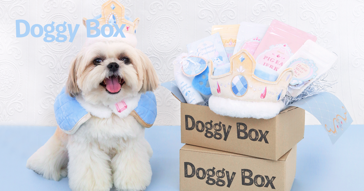 Doggy Box おもちゃ 10種 25_8_EC_d2025efa-5f23-4f1d-