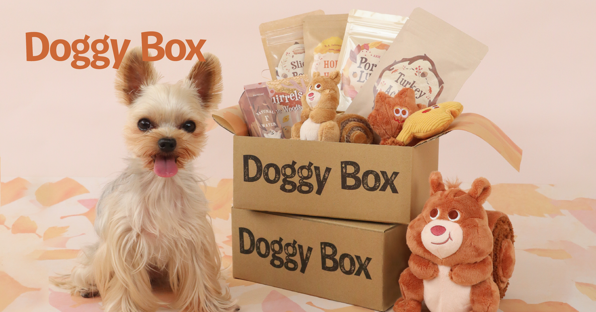 Doggy Box | 毎月サプライズいっぱいのBOXをお届け