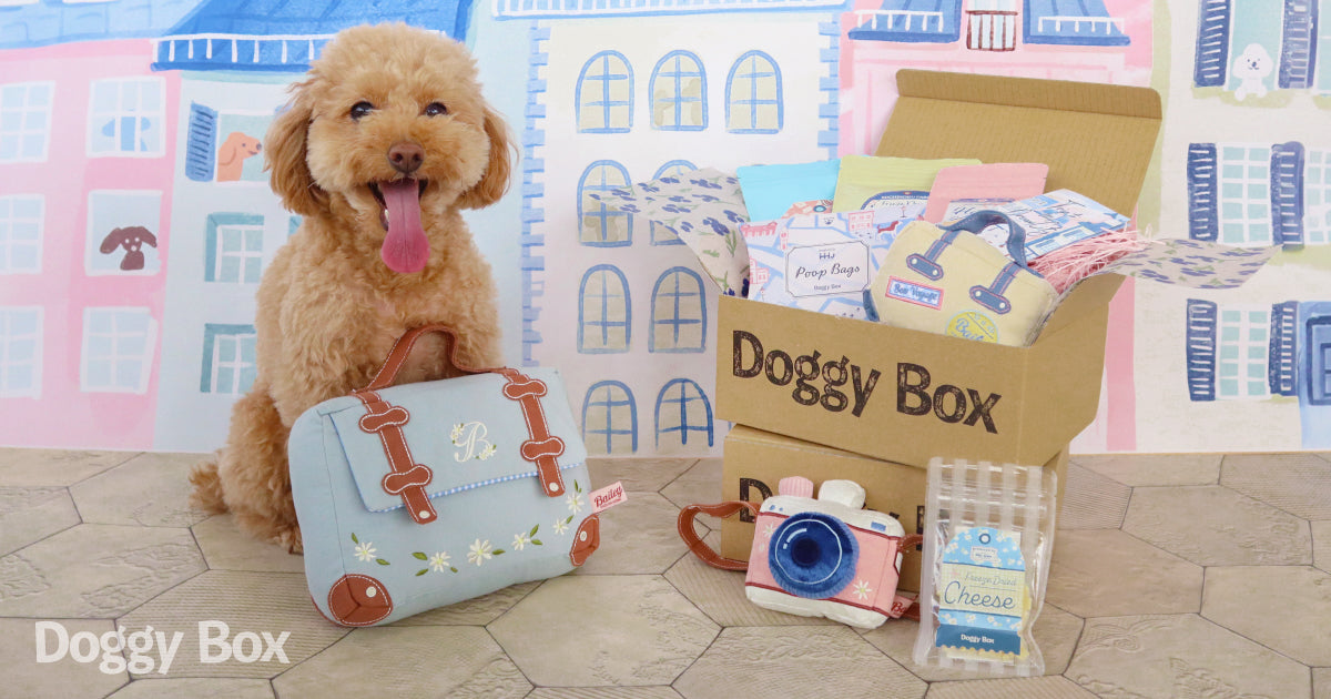 Doggy Box | 毎月サプライズいっぱいのBOXをお届け