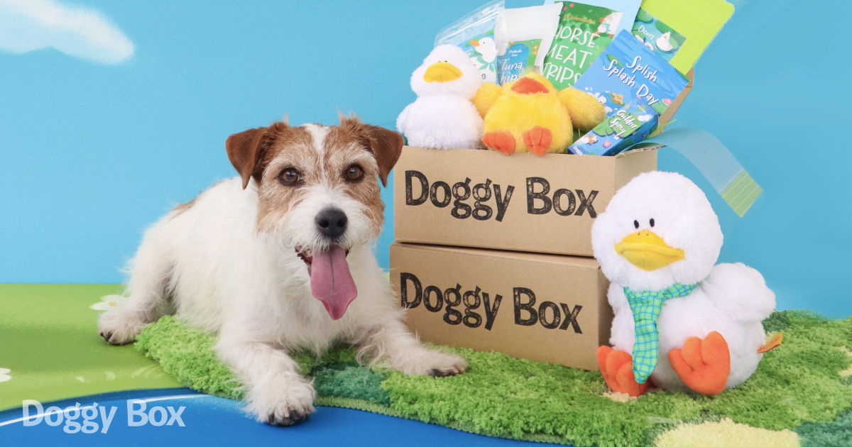 Doggy Box | 毎月サプライズいっぱいのBOXをお届け