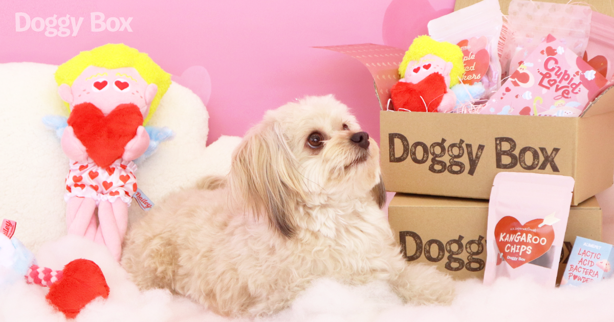 新品】doggybox ドギーボックス 犬のおもちゃ 30個 セット - 犬用品