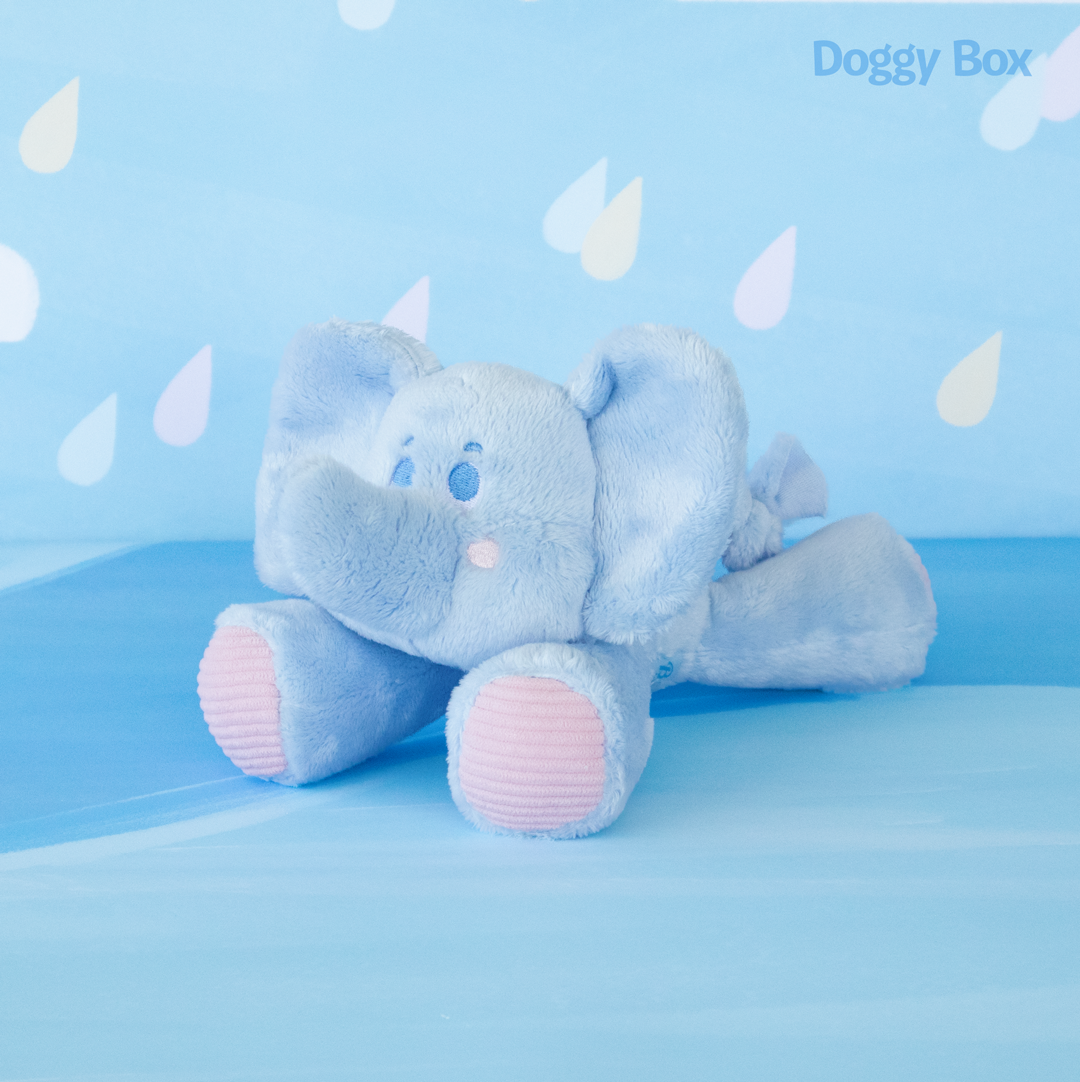 小型犬用Box – Doggy Box