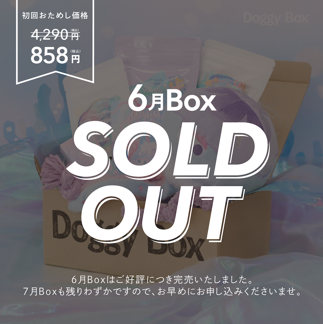 犬のための定期便 “Doggy Box” が届いてわくわくが止まらない