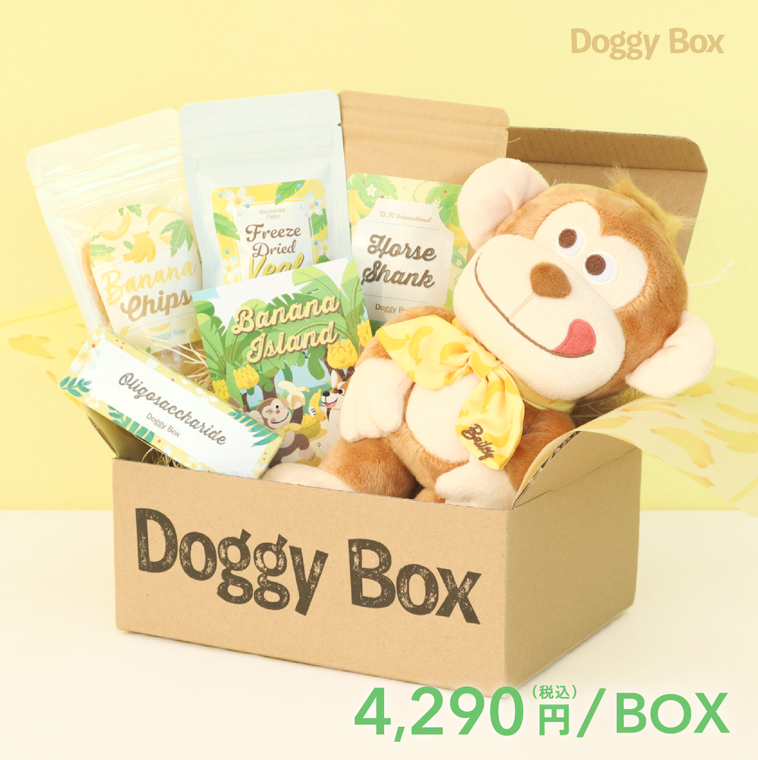 犬と月　ボディボード 2枚セット　大阪手渡し可能！ ロングボーダーのセカンドボードとしてオススメボード、大阪店