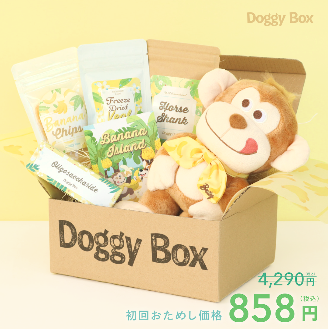【新品】doggybox ドギーボックス　犬のおもちゃ　60個　セット 超小型犬用Box – Doggy Box